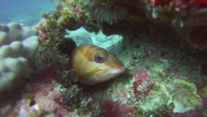 Blacktip
grouper