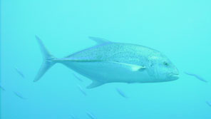 Giant trevally