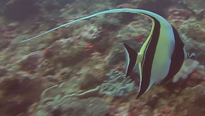 Moorish idol