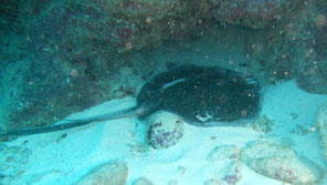 Eagle Ray