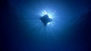 Dive Site: Ray Point at Night