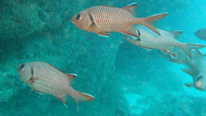 Squirrelfish